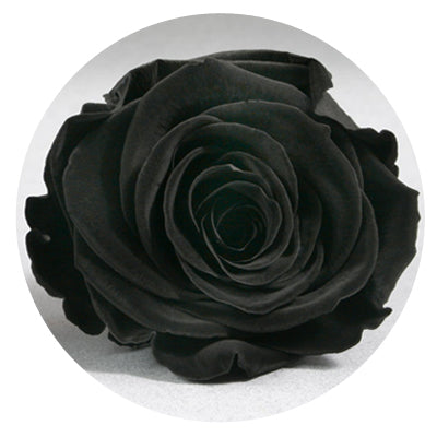 The Queens Long Lasting Roses In a Box The Queens Long Lasting Roses In a Box