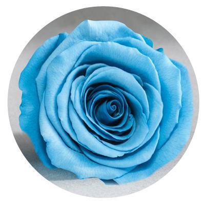 Diamond Dome Mini Diamond Dome Mini