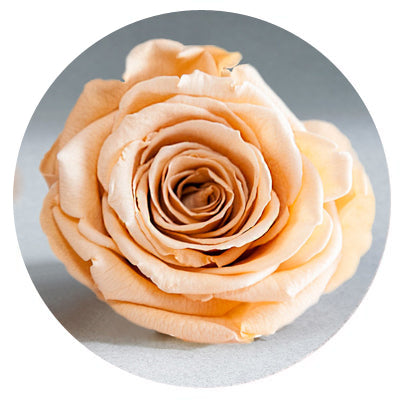 Red Velvet Heart Box with Mini Roses Red Velvet Heart Box with Mini Roses