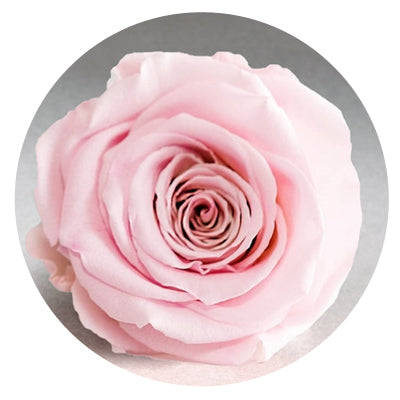 The Queens Long Lasting Roses In a Box The Queens Long Lasting Roses In a Box