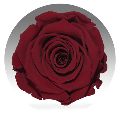 The Queens Long Lasting Roses In a Box The Queens Long Lasting Roses In a Box