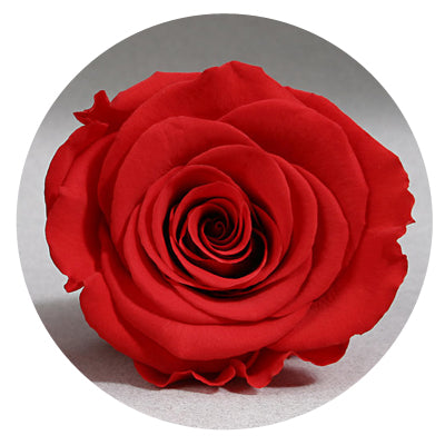 The Queens Long Lasting Roses In a Box The Queens Long Lasting Roses In a Box