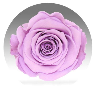 The Queens Long Lasting Roses In a Box The Queens Long Lasting Roses In a Box