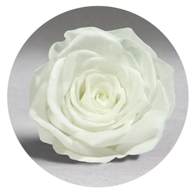 The Queens Long Lasting Roses In a Box The Queens Long Lasting Roses In a Box