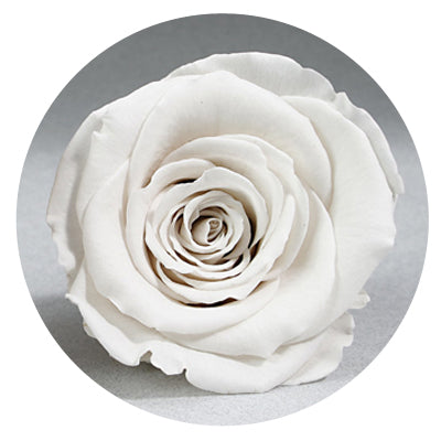 The Queens Long Lasting Roses In a Box The Queens Long Lasting Roses In a Box